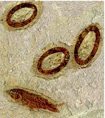 Fossil Squid Rings© W.Germondari